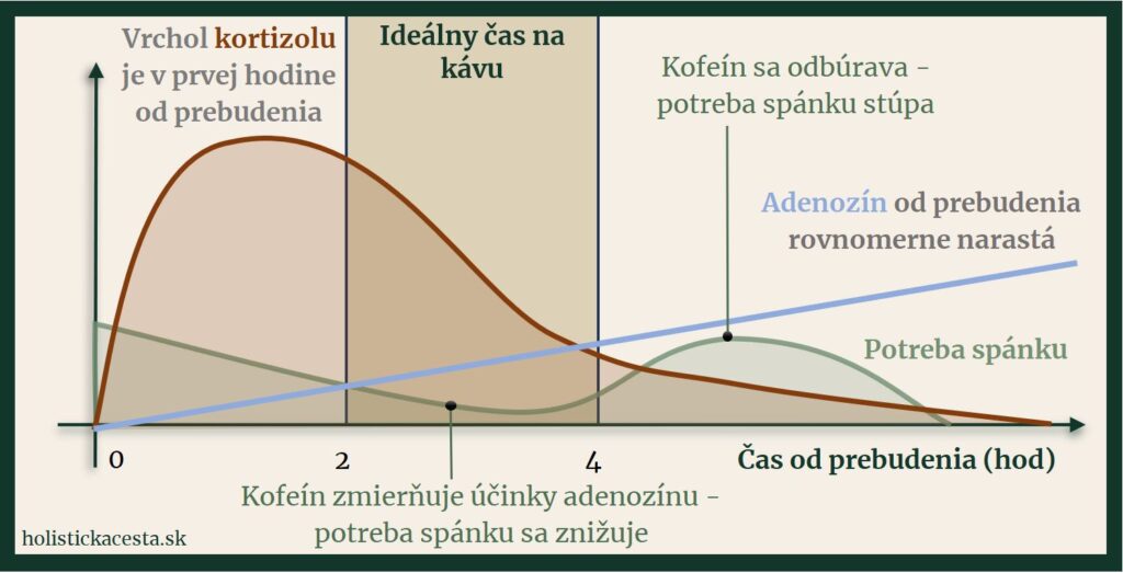 Graf - Adenozín, Kortizol